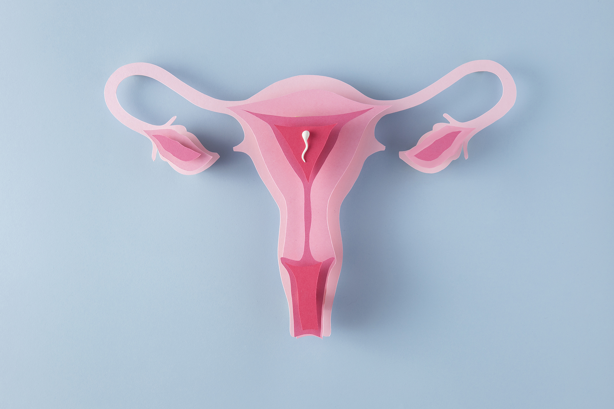 Female reproductive system view 1